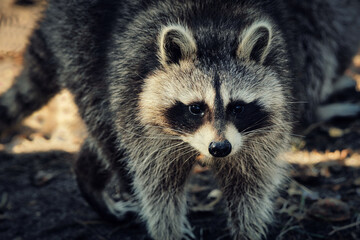 Majestic Raccoon in autumn forest, side profile of a wild Procyon lotor standing on fallen leaves in natural sunlight
