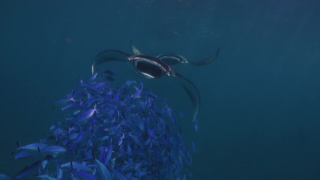 Giant Manta Rays Swimming Gracefully in Deep Blue Ocean, Underwater Wildlife 4K