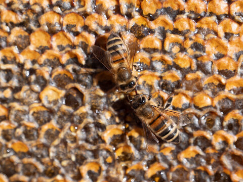 Arbeiterbienen f&uuml;ttern sich