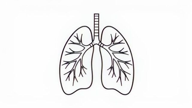 Simple outline illustration of human lungs with trachea and bronchi on white background