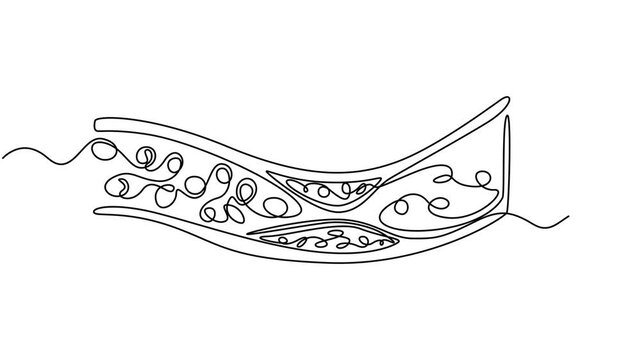 Artery animation continuous one line drawing, Cross-section of artery with blood cells flowing inside medical illustration healthcare biology anatomy continuous one line drawing animation, educational
