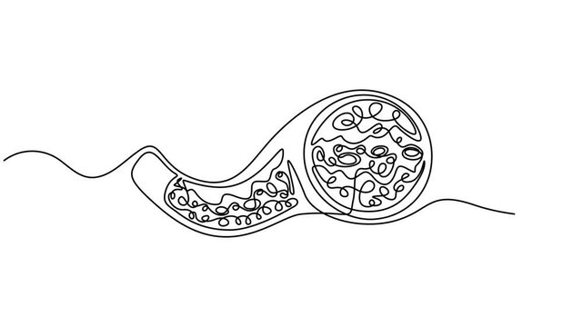 Artery animation continuous one line drawing, Cross-section of artery with blood cells flowing inside medical illustration healthcare biology anatomy continuous one line drawing animation, educational