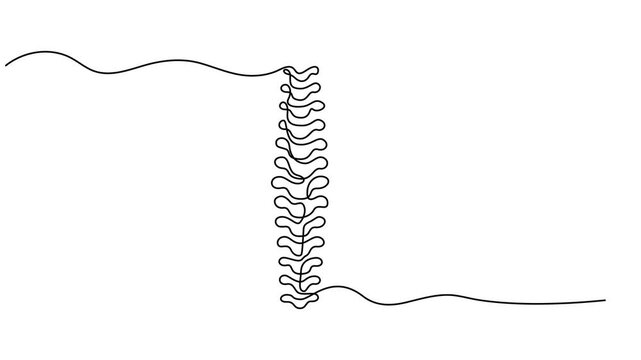 Self drawing line animation Spine continuous one line drawing of human bones concept, Animation video Chiropractor spine, Wrist bones in single line art Animation video . Chiropractor spine. minimal.