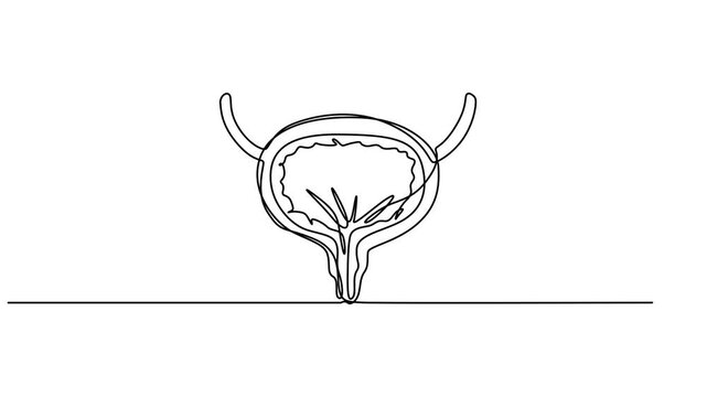 human urinary system bladder animation continuous one line drawing, bladder drawn with one line human organ. Continuous line drawing anatomical art, full length animation video motion graphic, one pro