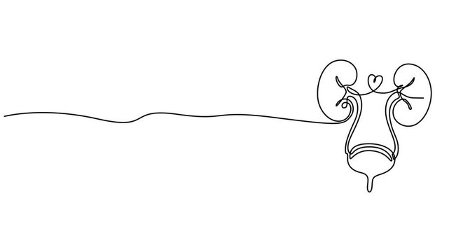 human urinary system bladder animation continuous one line drawing, bladder drawn with one line human organ. Continuous line drawing anatomical art, full length animation video motion graphic, one pro