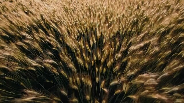 Golden wheat field swaying in the wind, captured in three sequential frames showcasing the dynamic movement and texture of the crops under natural light