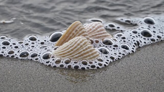 Seashells partially submerged in foamy ocean water on sandy beach, showcasing the gentle ebb and flow of waves in a serene coastal environment