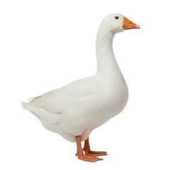 a mature domestic goose with transparent plumage and vibrant orange features, captured in a sharp side-profile studio portrait against a transparent cyclorama, clean commercial photography