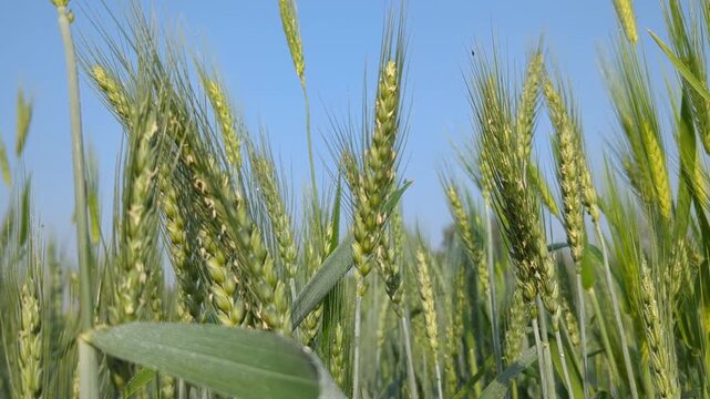 Golden wheat field under a clear blue sky symbolizing abundance and harvest in agriculture