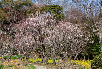 春の訪れ・梅の花と菜の花