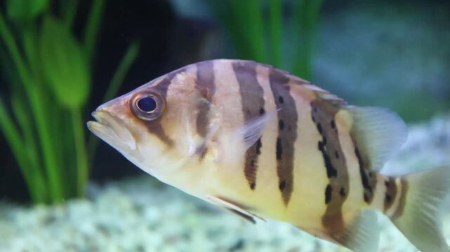 Siamese tiger fish (Datnioides Microlepis, Finescale Tiger Fish) close-up in a freshwater tank in a public aquariums for aquatic education centers, Freshwater fish in public aquarium aquatic