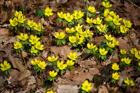 Yellow winter aconite flowers blooming in early spring forest.