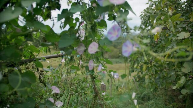 Purple and white morning glory flowers blooming on a climbing vine with green heart-shaped leaves, framing a blurred view of a green countryside field in the background.
