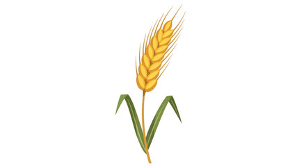Fototapeta premium Illustration of a single wheat ear with green leaves on white background
