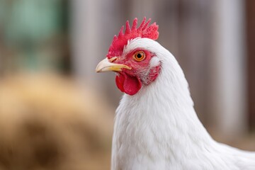 Fototapeta premium White chicken headshot showing detailed feathers, comb, and wattle. Poultry bird portrait, nature and farm animal theme for agriculture and food concepts.