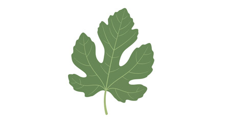 Naklejka premium Green fig leaf isolated on white background, botanical illustration