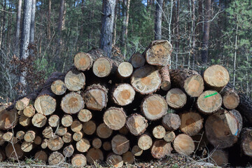 Stos ściętych pni drzew w lesie, składowane drewno opałowe po wycince, przekroje kłód i gospodarka leśna. © Henryk Guziak