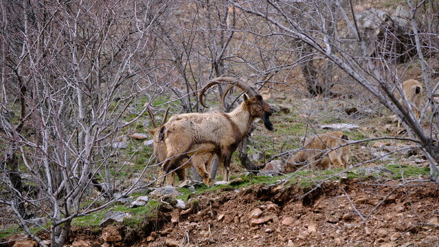 Wild Bezoar Ibex in Natural Mountain Habitat Among Leafless Trees