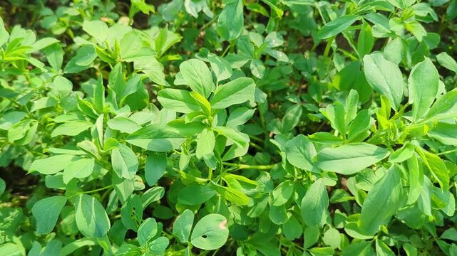 Vibrant green fenugreek leaves growing densely in a lush field capturing the essence of fresh agriculture and healthy cultivation