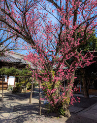 京都、下御霊神社の八重の紅梅
