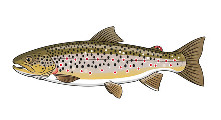 Obraz premium Detailed illustration of a brown trout fish with distinct markings