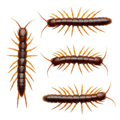 Fototapeta premium Three hyperrealistic stone centipede specimens on a transparent void. glossy mahogany bodies, orange legs, sharp claws, and antennae in macro detail, clinical zoological display concept
