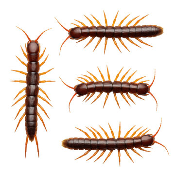 Three hyperrealistic stone centipede specimens on a transparent void. glossy mahogany bodies, orange legs, sharp claws, and antennae in macro detail, clinical zoological display concept