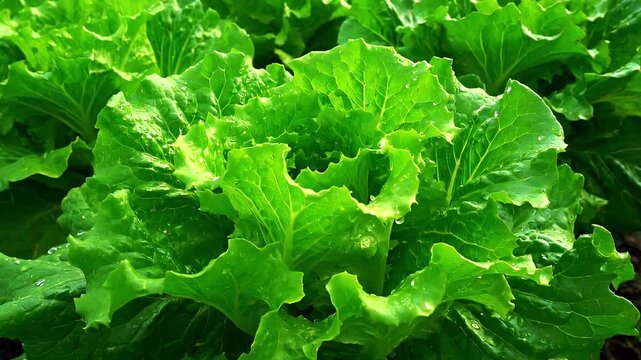 Vibrant green lettuce heads growing in neat orderly rows in a lush field