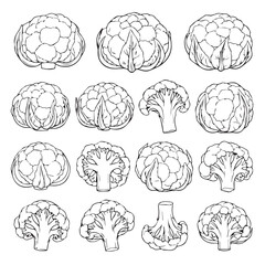 Cauliflower Collection Line Art Various Views Whole and Cut Isolated on White Background