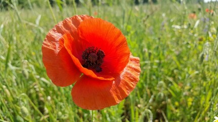 Fototapeta premium Vibrant Red Poppy Blooms in a Sunny Summer Field