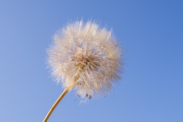 Fototapeta premium Macro view of delicate dandelion seeds ready to fly in the wind. Clean blue sky background with empty space for text, symbol of lightness, nature and fresh start.