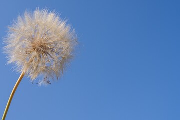 Fototapeta premium Macro view of delicate dandelion seeds ready to fly in the wind. Clean blue sky background with empty space for text, symbol of lightness, nature and fresh start.