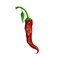 Ripe hot red chili pepper. Vector graphics.