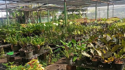 Lush Tropical Plant Nursery Greenhouse with Potted Houseplants on Display © Chayan