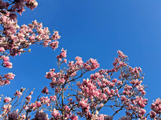 Japanese magnolia branches against the sky in bloom in spring © tiziana