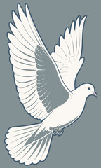 Obraz premium White Dove Flying Gracefully with Wings Spread.