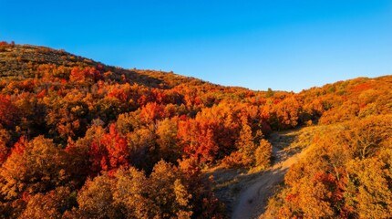 Obraz premium Vibrant Autumn Hillside With Winding Trail