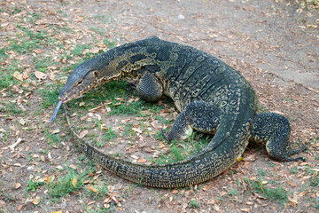 Close-up of a Komodo Dragon in its Natural Habitat