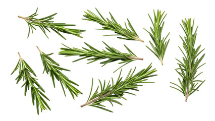 Fototapeta premium Fresh Rosemary Sprigs Isolated On Black Background