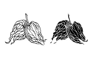 Line sketch, physalis berry stamp. Simple doodle plants. Vector graphics. © Катерина Якубович