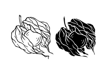Line sketch, physalis berry stamp. Simple doodle plants. Vector graphics. © Катерина Якубович