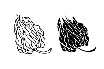 Line sketch, physalis berry stamp. Simple doodle plants. Vector graphics. © Катерина Якубович