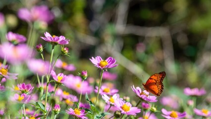Orange butterfly resting on pink flowers in meadow.