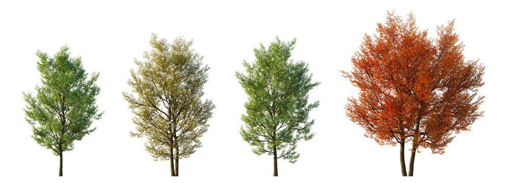 Amelanchier canadensis (serviceberry, juneberry, shadbush) isolated PNG on a transparent background premium nature cutout