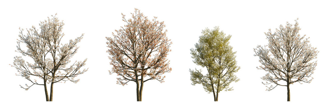 Amelanchier canadensis (serviceberry, juneberry, shadbush) isolated PNG on a transparent background premium nature cutout