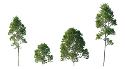 common birch tree (betula pendula, silver birch, european white birch) isolated PNG on a...