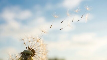 Obraz premium Dandelion seeds carried by the wind against the sky