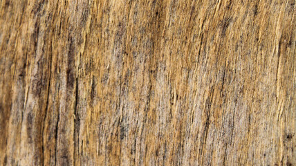Wood grain texture background