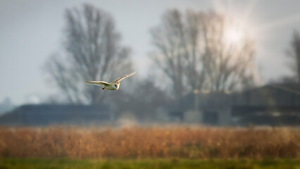 barn owl hunting in field © Andrew