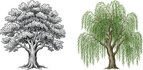 Engraved oak tree and willow tree illustrations, botanical comparison showing trunks branches foliage, detailed vintage line art and color artwork © New World